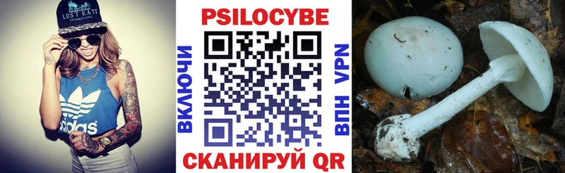где купить   Кувшиново  Галлюциногенные грибы Psilocybe 